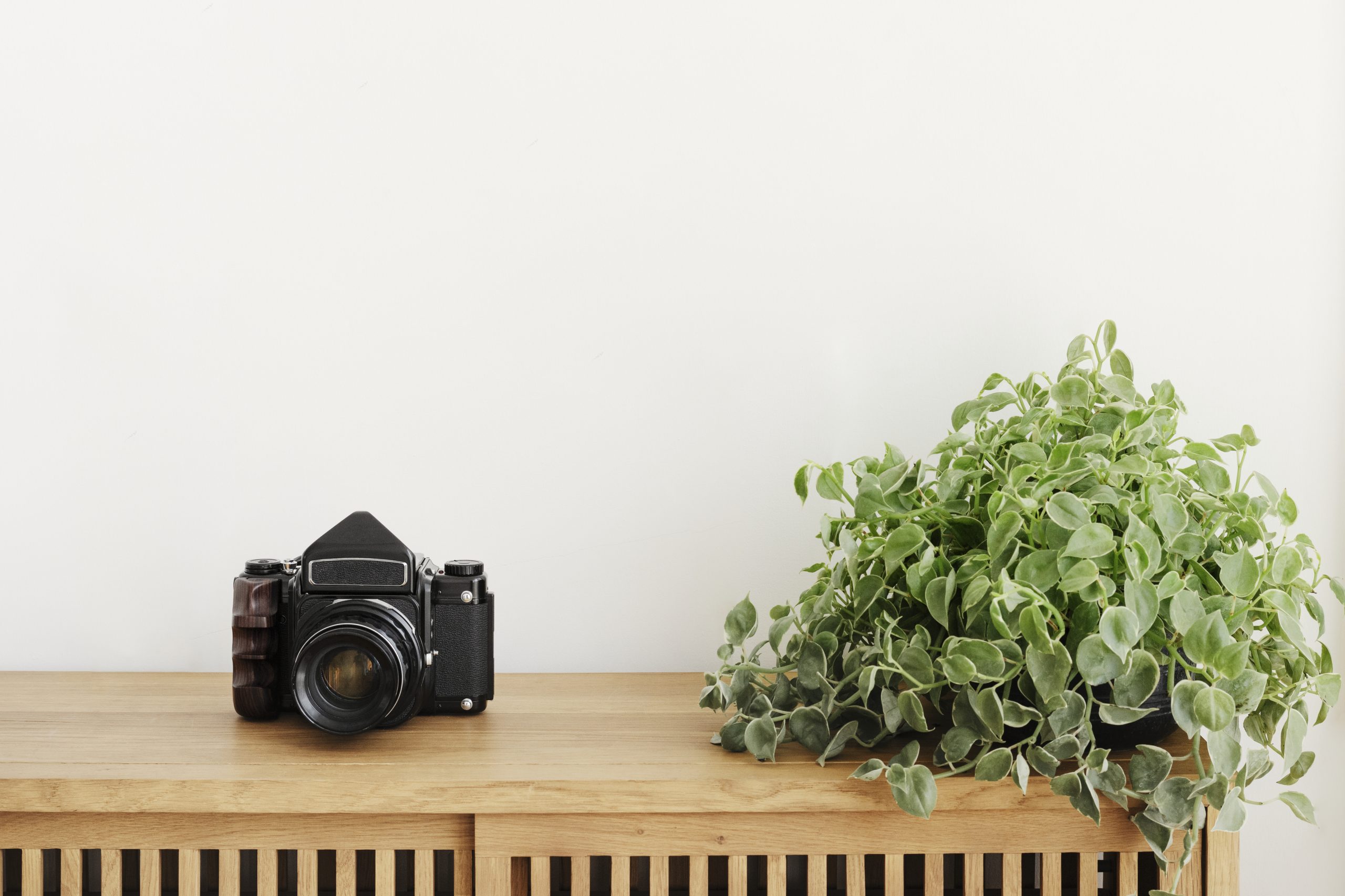 1dischidia-oiantha-plant-by-analog-camera-wooden-cabinet-scaled